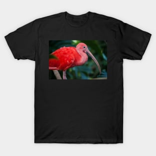 Ibis T-Shirt